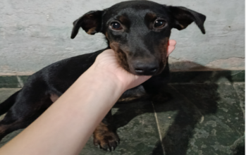 Jade Filhote, sem raça definida, pelagem curta e preta