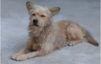 Scooby Cachorro sem raça definida, de pelagem longa, tipo fiapo de manga , cor creme, porte médio, idoso , muito inteligente e tranquilo.