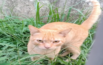Gelb Gato laranja, sem raça definida, jovem, de 1 ano de idade e sociável