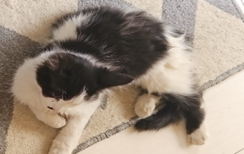 Gatinha, de 6 meses de idade, branca com manchas em preto, dócil e sociável.