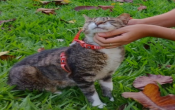 João ( Jão) Gatinho, sem raça definida, cinza rajado, idade entre 2 a 3 anos, muito dócil e castrado