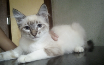 Bela Bela