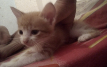 Max Max