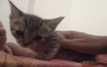 Romeu