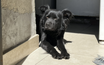Aiko