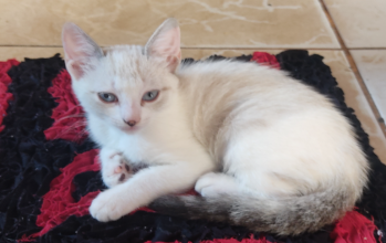 Gatinho, de 2 meses de idade, pelagem creme com nuances cinzas, calmo e dócil