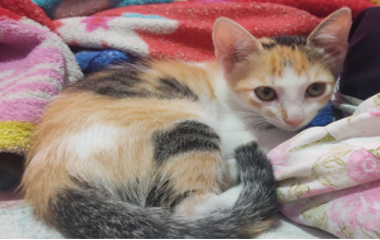 Atenas Gatinha tricolor, muito dócil e com 2 meses de idade