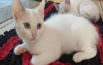 Gatinha, de 2 meses e 9 dias de idade, muito brincalhona, pelagem branca e curta e linda