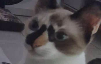 Luna Luna
