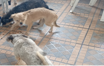 Cachorro sem raça definida, pelagem tipo fiapo de manga, caramelo, porte médio e jovem