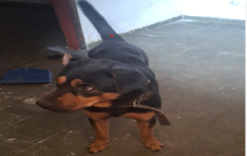 Rocky Cachorro de 2 anos de idade, pelagem curta preto mesclado com caramelo, tipo Rotweiller, porte grande, tranquilo e dócil