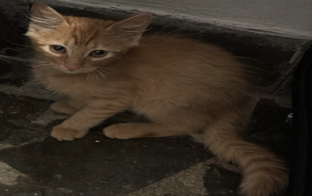 Macho sem nome Filhotinho de gato sem raça definida, laranjinha, 3 meses de idade, carinhoso, manhoso, muito tranquilo e dócil