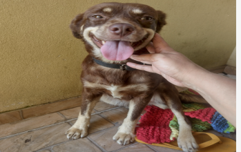 Macha Cadelinha de 4 anos, pelagem curta, na cor chocolate com manchas na cor bege, muita linda e muito dócil.