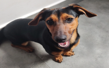 Maggie Cadelinha sem raça definida,muito parecido com Dachshund, pelagem curta na cor preta com manchas em caramelo, brincalhona e carente