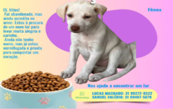 Cadelinha sem raça definida, na cor amarela, pelo curto e muito dócil