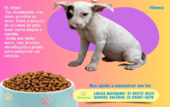 cadelinha sem raça definida, de cor branca com uma manchinha preta no olho preto, pelagem curta e muito dócil