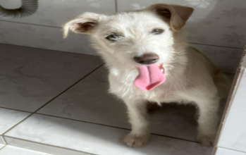 Claúdia Cachorrinha sem raça definida, pelagem tipo fiapo de manga, na cor branca, com 6 meses de idade, Dócil, carinhosa e brincalhona
