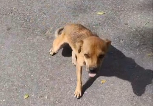 Maria Maria é um pinguinho de cadelinha, parece uma pinscher em formato de vira-latas. Ótima companhia para idosos e crianças pequenas, pra ficar no colo.