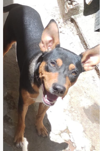 Theo Cachorrinho sem raça definida, pelagem curta e na cor preta com caramelo, de 3 meses de idade, de porte médio e muito dócil