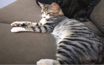 Biscoito Gatinho adulto, de pelagem cinza tigrado, muito fofinho e dócil
