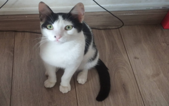 Bolacha Gatinho sem raça definida, adulto, pelagem na cor branco com preto, tipo frajola e muito dócil