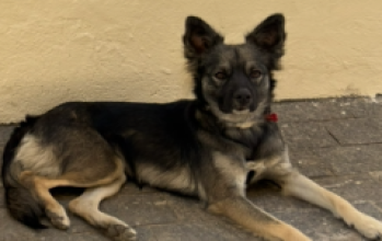 Arya