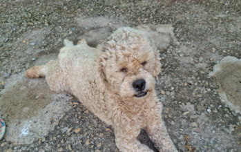 Cachorrinho da raça poodle, branquinho e adulto