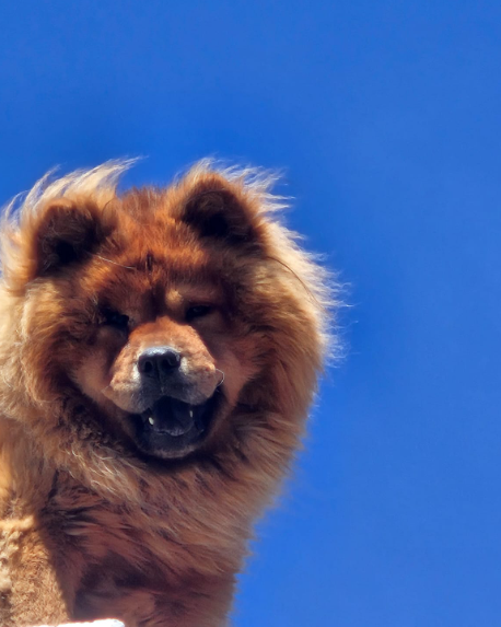 LEO