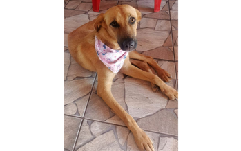 Caramela Cachorrinha caramela, com cerca de 2 anos de idade, porte médio, dócil, ama crianças e muito lindinha.