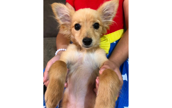 Caramela cachorrinha, porte pequeno, pelagem média, toda caramelo. Muito fofa.