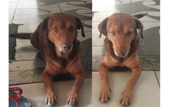 Caramelo cachorrinho, adulto, porte pequeno, pelagem curta, marrom escuro e marrom claro. Olhos cor de mel. Muito lindinho.