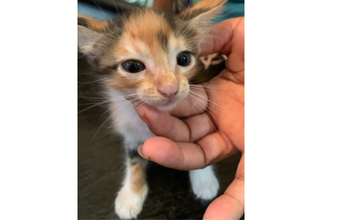 Kiara Gatinha siamesa, de 2 meses de idade, tricolor, muito lindinha e louca para ganhar um novo lar