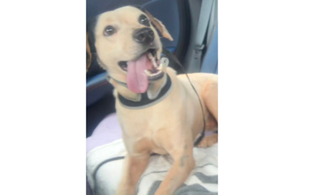 Cachorrinho sem nome Cachorrinho sem raça definida, caramelo, muito lindo e alegre