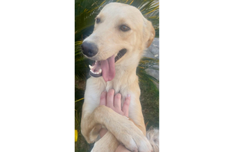 Caramelo Cachorrinho SRD, amarelinho de pelo curto, 2 anos de idade, porte médio e muito dócil