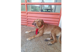 Caramelo Cachorro SRD, porte médio, caramelo, muito dócil e de 4 anos de idade