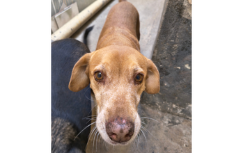 Caramelo cachorrinha, 10 anos, pelagem curta e toda caramelo, com olhos cor de mel. Muito linda.