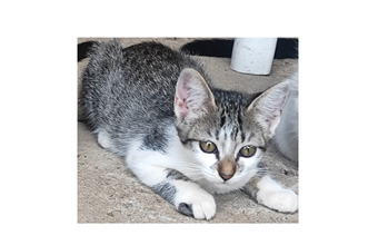 Carijó Gatinho sem raça definida, de 5 meses de idade, cinza rajado com manchas brancas e muito dócil