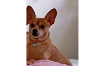 cachorrinho, pequeno porte, adulto, pelagem curta, toda caramelo. Muito lindo.