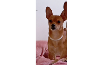 cachorrinho, adulto, porte pequeno, pelagem curta, toda caramelo. Muito lindo.