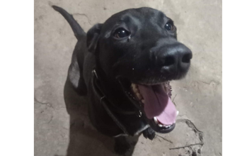 Carvão cachorro, 6 anos, pelagem toda preta brilhante e muito lindo.