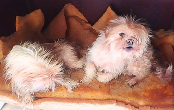 Casal sem nome Casal de Lha Apso ou de Shih Tzu, pelagem grande e na cor branca, muito dóceis a espera de um lar.