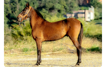 Castanho cavalo, macho, pelagem castanha. Muito lindo.