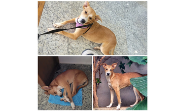 Catarina Cachorrinha SRD, de 7 meses de idade aproximadamente, caramelo de pelo curto, dócil, carente e amorosa