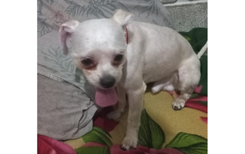 Charlie cachorrinho, porte pequeno, pelagem curta, toda branca. Muito lindo.