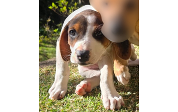 Chiara cachorrinha, filhote, cão perdigueiro, pelagem curta, toda branca com manchas marrons e pretas nos olhos e orelhas. Muito linda.