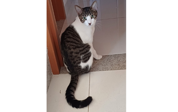 Chico Gatinho sem raça definida, pelagem curta com manchas rajadas pretas acinzentadas e branco, tipo frajola, de 1 ano e 6 meses de idade, muito carinhoso, dócil, porém muito medroso. Chico gosta de fixar em lugares fechados, tem medo de barulhos. Muito dócil