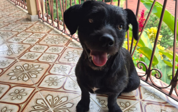 Chico Cachorrinho SRD, porte médio, pelagem curta e preta, 1 ano de idade, muito dócil e lindo