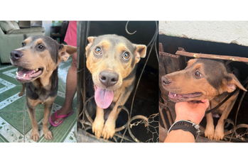 China cadela, adulta, porte médio, pelagem curta, preta com marrom claro, olhos cor de mel. Muito linda.