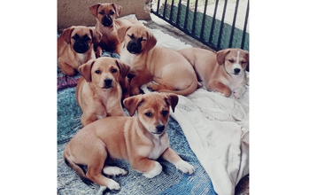 Zezinho Cachorrinho SRD, caramelo, 10 meses de idade, dócil e fofinho