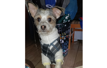 Cachorrinho, idoso, pequeno porte, pelagem média branca com preto e marrom claro. Muito fofinho.